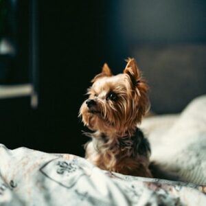 Yorkie Training Guide