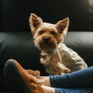 Licensed Yorkshire Terrier Breeder Certificate