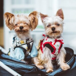 Yorkie Puppy Adoption Package