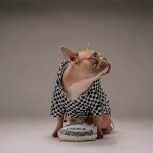 Healthy Yorkie Treats