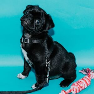 Yorkie Family Pet Bundle