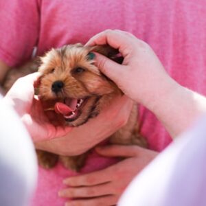 Yorkshire Terrier Health Checkup