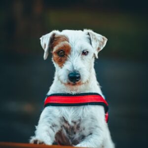 Yorkshire Terrier Grooming Set